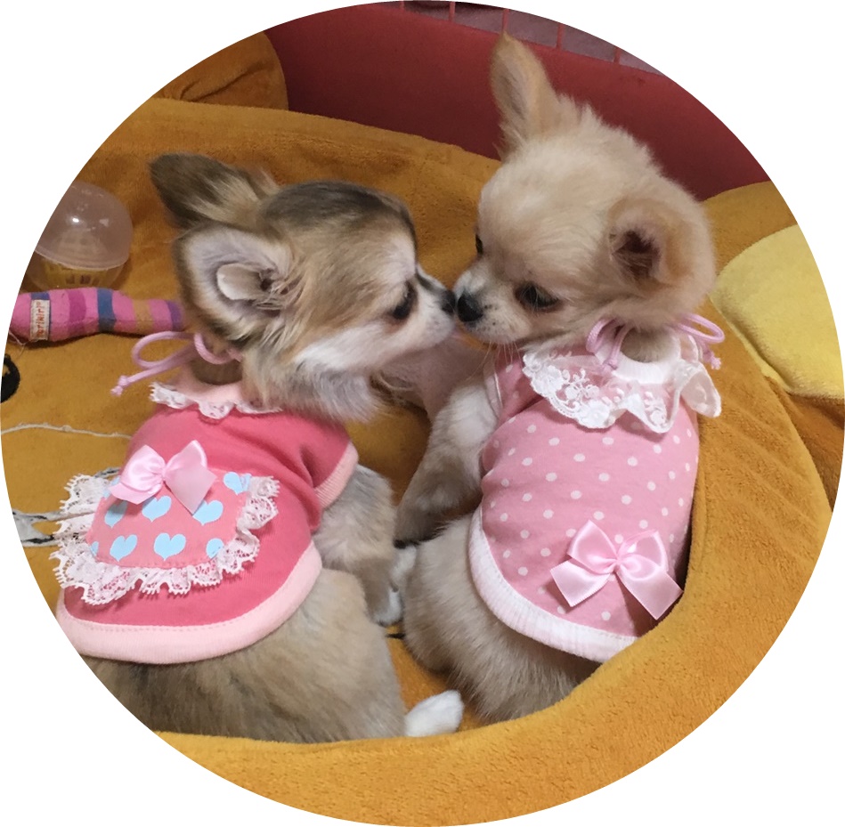 森川 久一ブリーダー 岐阜県 の詳細 ブリーダーのおうち